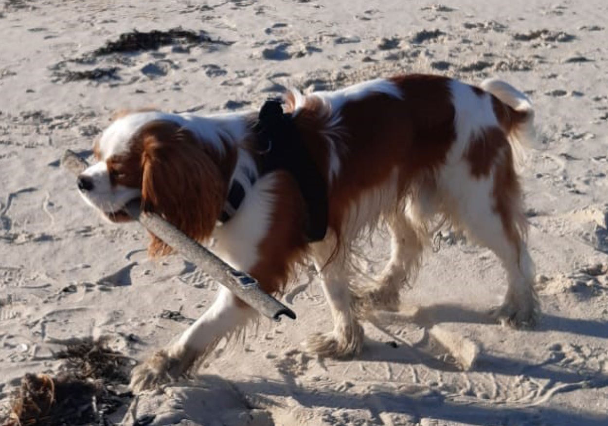 chien photo site internet2